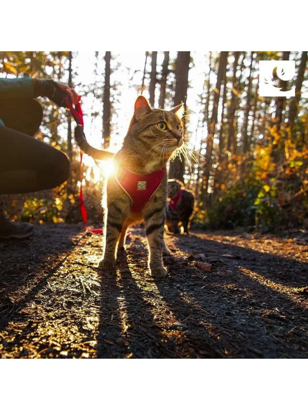 Adjustable Airmesh Cat Harness & 6ft Leash for Walking & Travel - Medium